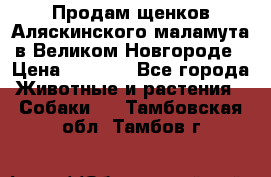 Продам щенков Аляскинского маламута в Великом Новгороде › Цена ­ 5 000 - Все города Животные и растения » Собаки   . Тамбовская обл.,Тамбов г.
